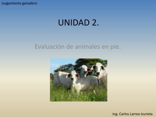 Juzgamiento ganadero UNIDAD 2. Evaluación de animales en pie. Ing. Carlos Larrea Izurieta 