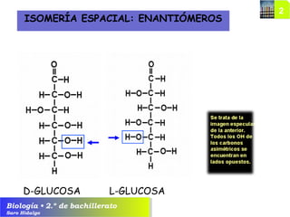 Biología • 2.º de bachillerato
Saro Hidalgo
ISOMERÍA ESPACIAL: ENANTIÓMEROS
D-GLUCOSA L-GLUCOSA
 