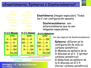 Biología • 2.º de bachillerato
Saro Hidalgo
CHO
C
C
OHH
HHO
C OHH
C OHH
CH2OH
D-Glucosa
CHO
C
C
HHO
OHH
C HHO
C OHHO
CH2OH
L-Glucosa
Enantiómeros (imagen especular): Todos
los C con configuración opuesta
Epímeros: difieren en la
configuración de solo un
carbono asimétrico:
D-Manosa es epímero de la
D-Glucosa en el C 2 (primer
carbono asimétrico)
D-Galactosa es epímero de
la D-Glucosa en el C 4
(tercer carbono asimétrico)
¿Enantiómeros, Epímeros o Diastereómeros?
Diastereoisómeros: son
estereoisómeros que no son
imágenes especulares.
Un tipo especial de Diastereoisómeros:
EPÍMEROS DIASTEREOISÓMEROS
 