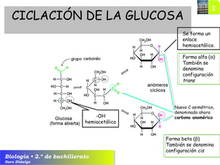 Biología • 2.º de bachillerato
Saro Hidalgo
CICLACIÓN DE LA GLUCOSA
Se forma un
enlace
hemiacetálico.
Forma alfa (α)
También se
denomina
configuración
trans
-OH
hemiacetálico
Nuevo C asimétrico,
denominado ahora
carbono anomérico
Forma beta (β)
También se denomina
configuración cis
 