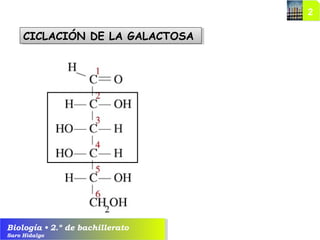 Biología • 2.º de bachillerato
Saro Hidalgo
CICLACIÓN DE LA GALACTOSACICLACIÓN DE LA GALACTOSA
 