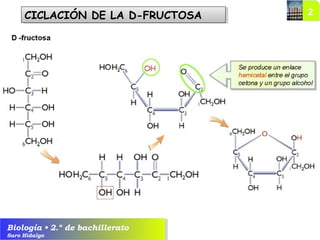 Biología • 2.º de bachillerato
Saro Hidalgo
CICLACIÓN DE LA D-FRUCTOSACICLACIÓN DE LA D-FRUCTOSA
 