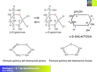 Biología • 2.º de bachillerato
Saro Hidalgo
Fórmula química del heterociclo furanoFórmula química del heterociclo pirano
1
23
4
5
6
OHH
H
CH2
OH
OH
HOH
a-D-GALACTOSA
OH H
 