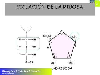 Biología • 2.º de bachillerato
Saro Hidalgo
CICLACIÓN DE LA RIBOSA
β-D-RIBOSA
OHOH
1
23
4
5
CH2
OH
H
OH
H
HH
 