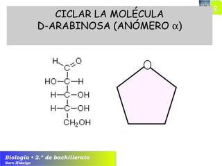 Biología • 2.º de bachillerato
Saro Hidalgo
CICLAR LA MOLÉCULA
D-ARABINOSA (ANÓMERO α)
 