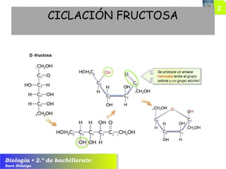 Biología • 2.º de bachillerato
Saro Hidalgo
CICLACIÓN FRUCTOSA
 