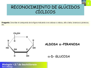 Biología • 2.º de bachillerato
Saro Hidalgo
RECONOCIMIENTO DE GLÚCIDOS
CÍCLICOS
ALDOSA α-PIRANOSA
α-D- GLUCOSA
 