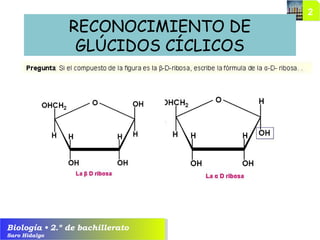 Biología • 2.º de bachillerato
Saro Hidalgo
RECONOCIMIENTO DE
GLÚCIDOS CÍCLICOS
 