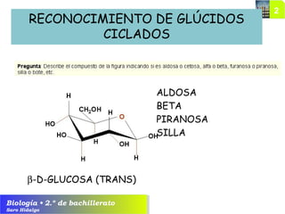 Biología • 2.º de bachillerato
Saro Hidalgo
RECONOCIMIENTO DE GLÚCIDOS
CICLADOS
ALDOSA
BETA
PIRANOSA
SILLA
β-D-GLUCOSA (TRANS)
 
