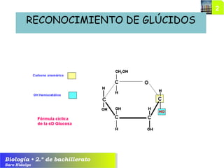 Biología • 2.º de bachillerato
Saro Hidalgo
RECONOCIMIENTO DE GLÚCIDOS
 