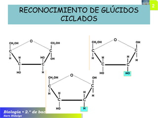 Biología • 2.º de bachillerato
Saro Hidalgo
RECONOCIMIENTO DE GLÚCIDOS
CICLADOS
 