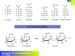 Biología • 2.º de bachillerato
Saro Hidalgo
LOS OLIGOSACÁRIDOS:
 