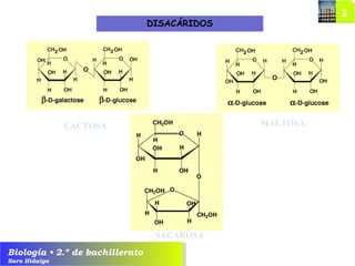 Biología • 2.º de bachillerato
Saro Hidalgo
DISACÁRIDOS
LACTOSA MALTOSA
SACAROSA
 