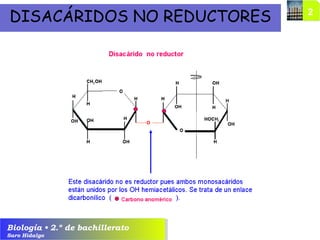 Biología • 2.º de bachillerato
Saro Hidalgo
DISACÁRIDOS NO REDUCTORES
 