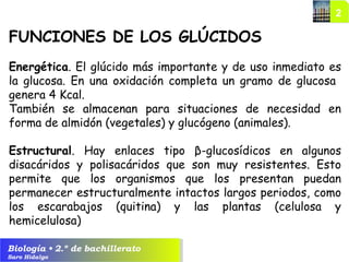 Biología • 2.º de bachillerato
Saro Hidalgo
FUNCIONES DE LOS GLÚCIDOS
Energética. El glúcido más importante y de uso inmediato es
la glucosa. En una oxidación completa un gramo de glucosa
genera 4 Kcal.
También se almacenan para situaciones de necesidad en
forma de almidón (vegetales) y glucógeno (animales).
Estructural. Hay enlaces tipo β-glucosídicos en algunos
disacáridos y polisacáridos que son muy resistentes. Esto
permite que los organismos que los presentan puedan
permanecer estructuralmente intactos largos periodos, como
los escarabajos (quitina) y las plantas (celulosa y
hemicelulosa)
 