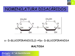 Biología • 2.º de bachillerato
Saro Hidalgo
NOMENCLATURA DISACÁRIDOS
D-GLUCOPIRANOS D-GLUCOPIRAN(1->4)α− IL α− OSA
MALTOSA
 