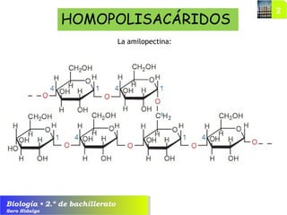 Biología • 2.º de bachillerato
Saro Hidalgo
La amilopectina:
HOMOPOLISACÁRIDOS
 