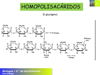 Biología • 2.º de bachillerato
Saro Hidalgo
El glucógeno:
HOMOPOLISACÁRIDOS
 