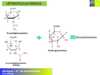 Biología • 2.º de bachillerato
Saro Hidalgo
N-acetilglucosamina
HÉTEROPOLISACÁRIDOS
Mucopolisacáridos
Ácido glucurónico
 