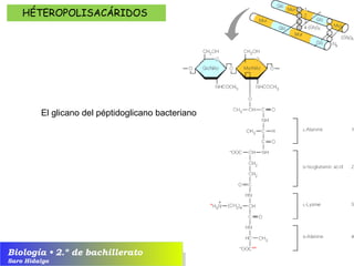 Biología • 2.º de bachillerato
Saro Hidalgo
HÉTEROPOLISACÁRIDOS
El glicano del péptidoglicano bacteriano
 