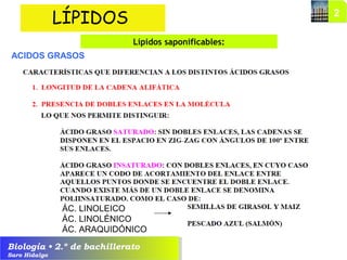 Biología • 2.º de bachillerato
Saro Hidalgo
LÍPIDOS
Lípidos saponificables:
ACIDOS GRASOS
ÁC. LINOLEICO
ÁC. LINOLÉNICO
ÁC. ARAQUIDÓNICO
 