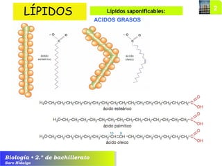 Biología • 2.º de bachillerato
Saro Hidalgo
LÍPIDOS Lípidos saponificables:
ACIDOS GRASOS
 