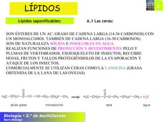 Biología • 2.º de bachillerato
Saro Hidalgo
A.1 Las ceras:
LÍPIDOS
Lípidos saponificables:
SON ÉSTERES DE UN AC. GRASO DE CADENA LARGA (14-36 CARBONOS) CON
UN MONOALCOHOL TAMBIEN DE CADENA LARGA (16-30 CARBONOS).
SON DE NATURALEZA SÓLIDA E INSOLUBLES EN AGUA.
REALIZAN FUNCIONES DE PROTECCIÓN Y REVESTIMIENTO: PELO Y
PLUMAS DE VERTEBRADOS; EXOESQUELETO DE INSECTOS; RECUBRE
HOJAS, FRUTOS Y TALLOS PROTEGIÉNDOLOS DE LA EVAPORACIÓN Y
ATAQUE DE LOS INSECTOS.
COMERCIALMENTE SE UTILIZAN CERAS COMO LA LANOLINA (GRASA
OBTENIDA DE LA LANA DE LAS OVEJAS)
 