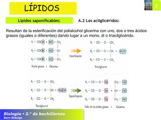 Biología • 2.º de bachillerato
Saro Hidalgo
A.2 Los acilglicéridos:
LÍPIDOS
Lípidos saponificables:
Resultan de la esterificación del polialcohol glicerina con uno, dos o tres ácidos
grasos (iguales o diferentes) dando lugar a un mono, di o triacilglicérido.
 