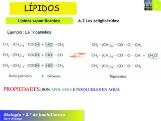 Biología • 2.º de bachillerato
Saro Hidalgo
A.2 Los acilglicéridos:
LÍPIDOS
Lípidos saponificables:
Ejemplo : La Tripalmitina
PROPIEDADES: SON APOLARES E INSOLUBLES EN AGUA
 