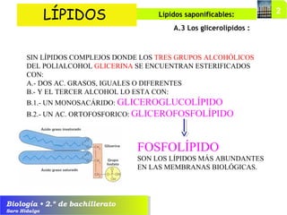 Biología • 2.º de bachillerato
Saro Hidalgo
A.3 Los glicerolípidos :
LÍPIDOS Lípidos saponificables:
SIN LÍPIDOS COMPLEJOS DONDE LOS TRES GRUPOS ALCOHÓLICOS
DEL POLIALCOHOL GLICERINA SE ENCUENTRAN ESTERIFICADOS
CON:
A.- DOS AC. GRASOS, IGUALES O DIFERENTES
B.- Y EL TERCER ALCOHOL LO ESTA CON:
B.1.- UN MONOSACÁRIDO: GLICEROGLUCOLÍPIDO
B.2.- UN AC. ORTOFOSFORICO: GLICEROFOSFOLÍPIDO
FOSFOLÍPIDO
SON LOS LÍPIDOS MÁS ABUNDANTES
EN LAS MEMBRANAS BIOLÓGICAS.
 