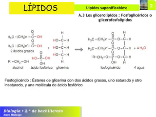 Biología • 2.º de bachillerato
Saro Hidalgo
A.3 Los glicerolípidos : Fosfoglicéridos o
glicerofosfolípidos
LÍPIDOS Lípidos saponificables:
Fosfoglicérido : Ésteres de glicerina con dos ácidos grasos, uno saturado y otro
insaturado, y una molécula de ácido fosfórico
 