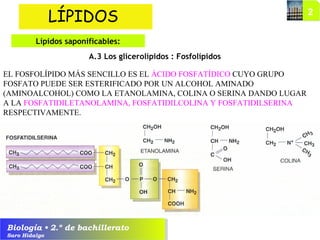 Biología • 2.º de bachillerato
Saro Hidalgo
A.3 Los glicerolípidos : Fosfolípidos
LÍPIDOS
Lípidos saponificables:
EL FOSFOLÍPIDO MÁS SENCILLO ES EL ÁCIDO FOSFATÍDICO CUYO GRUPO
FOSFATO PUEDE SER ESTERIFICADO POR UN ALCOHOL AMINADO
(AMINOALCOHOL) COMO LA ETANOLAMINA, COLINA O SERINA DANDO LUGAR
A LA FOSFATIDILETANOLAMINA, FOSFATIDILCOLINA Y FOSFATIDILSERINA
RESPECTIVAMENTE.
 