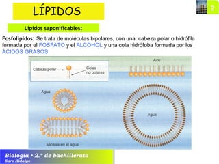 Biología • 2.º de bachillerato
Saro Hidalgo
Fosfolípidos: Se trata de moléculas bipolares, con una: cabeza polar o hidrófila
formada por el FOSFATO y el ALCOHOL y una cola hidrófoba formada por los
ÁCIDOS GRASOS.
LÍPIDOS
Lípidos saponificables:
 