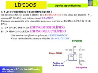 Biología • 2.º de bachillerato
Saro Hidalgo
A.4 Los esfingolípidos y glucoesfingolípidos :
son lípidos complejos donde el alcohol es la ESFINGOSINA y está unida por el grupo –NH2
con un AC. GRASO, será entonces una CERAMIDA.
Cuando a una ceramida se le unen otras moléculas, tenemos los ESFINGOLÍPIDOS. SI SE
UNE:
A.- UN GRUPO FOSFATO: ESFINGOFOSFOLÍPIDO
B.- UN MONOSACÁRIDO: ESFINGOGLUCOLÍPIDO
Una molécula de glucosa o galactosa: CEREBRÓSIDOS
Varias moléculas de azúcar y derivados: GANGLIÓSIDOS
LÍPIDOS Lípidos saponificables:
 