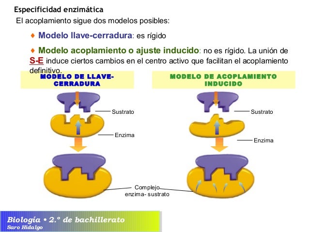 Unidad 3. Enzimas