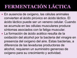  En ausencia de oxígeno, las células animales
convierten el ácido pirúvico en ácido láctico. El
ácido láctico puede ser un veneno celular. Cuando
se acumula en las células musculares produce
síntomas asociados con la fatiga muscular.
 La formación de ácido acético resulta de la
oxidación del alcohol por la bacteria del vinagre en
presencia del oxígeno del aire. Estas bacterias, a
diferencia de las levaduras productoras de
alcohol, requieren un suministro generoso de
oxígeno para su crecimiento y actividad.
 