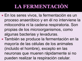  En los seres vivos, la fermentación es un
proceso anaeróbico y en él no interviene la
mitocondria ni la cadena respiratoria. Son
propias de los microorganismos, como
algunas bacterias y levaduras.
 También se produce la fermentación en la
mayoría de las células de los animales
(incluido el hombre), excepto en las
neuronas que mueren rápidamente si no
pueden realizar la respiración celular.
LA FERMENTACIÒN
 
