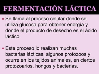  Se llama al proceso celular donde se
utiliza glucosa para obtener energía y
donde el producto de desecho es el ácido
láctico.
 Este proceso lo realizan muchas
bacterias lácticas, algunos protozoos y
ocurre en los tejidos animales, en ciertos
protozoarios, hongos y bacterias.
 