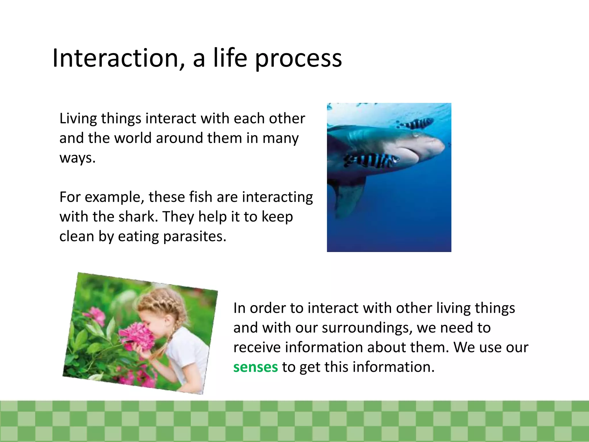 Interaction, a life process
Living things interact with each other
and the world around them in many
ways.
For example, these fish are interacting
with the shark. They help it to keep
clean by eating parasites.
In order to interact with other living things
and with our surroundings, we need to
receive information about them. We use our
senses to get this information.
 