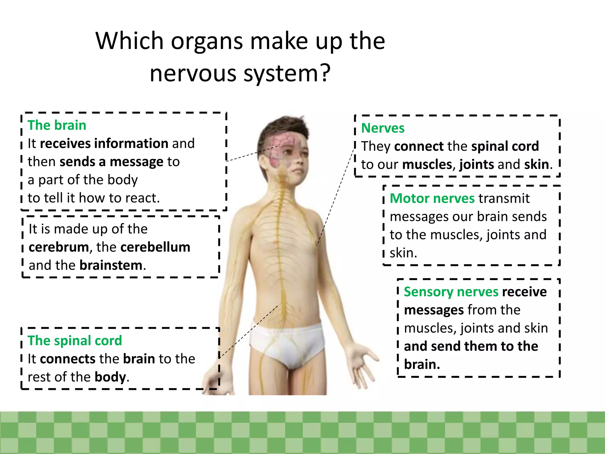 Which organs make up the
nervous system?
The brain
It receives information and
then sends a message to
a part of the body
to tell it how to react.
The spinal cord
It connects the brain to the
rest of the body.
Nerves
They connect the spinal cord
to our muscles, joints and skin.
Motor nerves transmit
messages our brain sends
to the muscles, joints and
skin.
Sensory nerves receive
messages from the
muscles, joints and skin
and send them to the
brain.
It is made up of the
cerebrum, the cerebellum
and the brainstem.
 