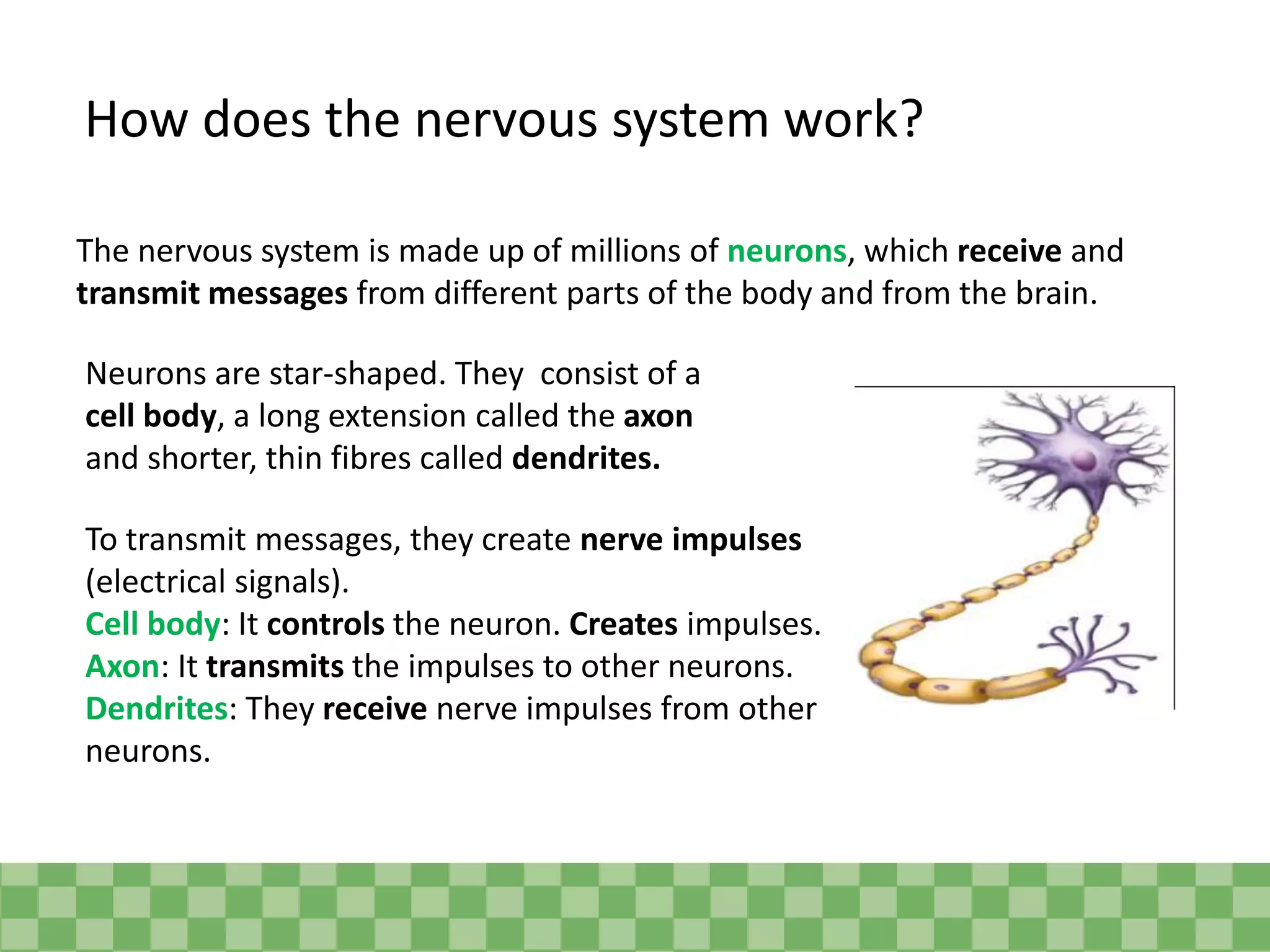 How does the nervous system work?
The nervous system is made up of millions of neurons, which receive and
transmit messages from different parts of the body and from the brain.
Neurons are star-shaped. They consist of a
cell body, a long extension called the axon
and shorter, thin fibres called dendrites.
To transmit messages, they create nerve impulses
(electrical signals).
Cell body: It controls the neuron. Creates impulses.
Axon: It transmits the impulses to other neurons.
Dendrites: They receive nerve impulses from other
neurons.
 