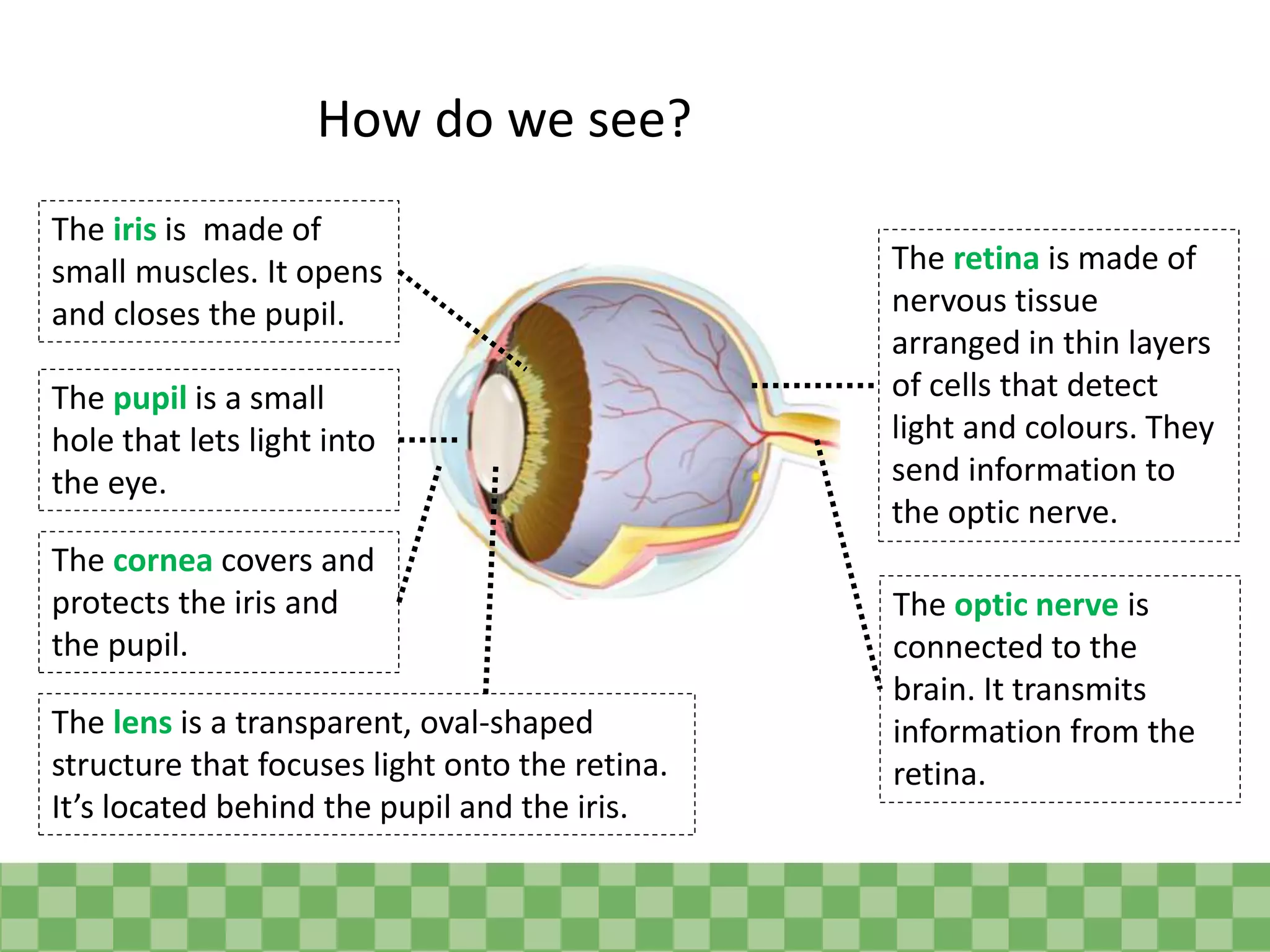 How do we see?
The iris is made of
small muscles. It opens
and closes the pupil.
The pupil is a small
hole that lets light into
the eye.
The cornea covers and
protects the iris and
the pupil.
The lens is a transparent, oval-shaped
structure that focuses light onto the retina.
It’s located behind the pupil and the iris.
The retina is made of
nervous tissue
arranged in thin layers
of cells that detect
light and colours. They
send information to
the optic nerve.
The optic nerve is
connected to the
brain. It transmits
information from the
retina.
 