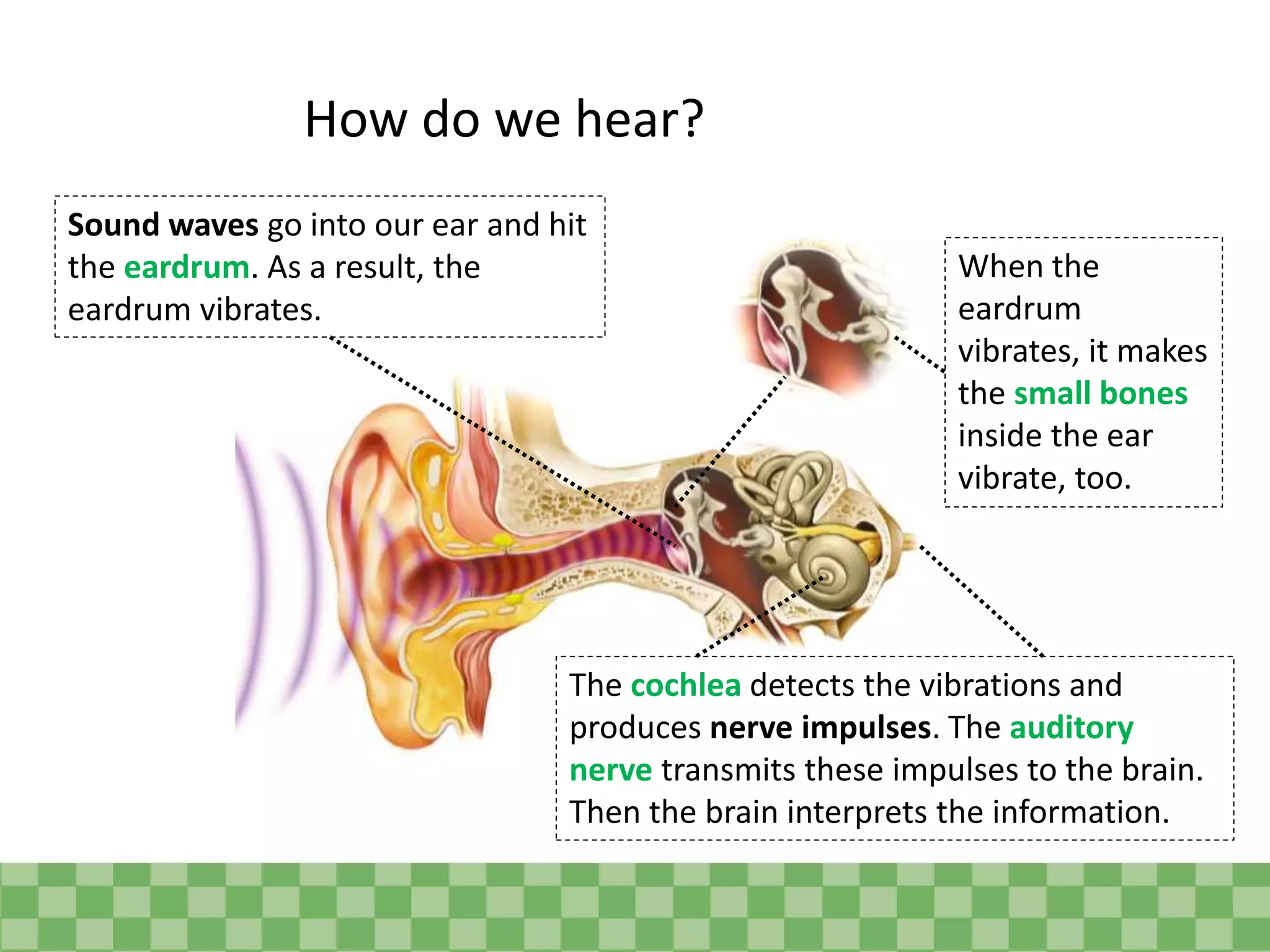 How do we hear?
Sound waves go into our ear and hit
the eardrum. As a result, the
eardrum vibrates.
When the
eardrum
vibrates, it makes
the small bones
inside the ear
vibrate, too.
The cochlea detects the vibrations and
produces nerve impulses. The auditory
nerve transmits these impulses to the brain.
Then the brain interprets the information.
 