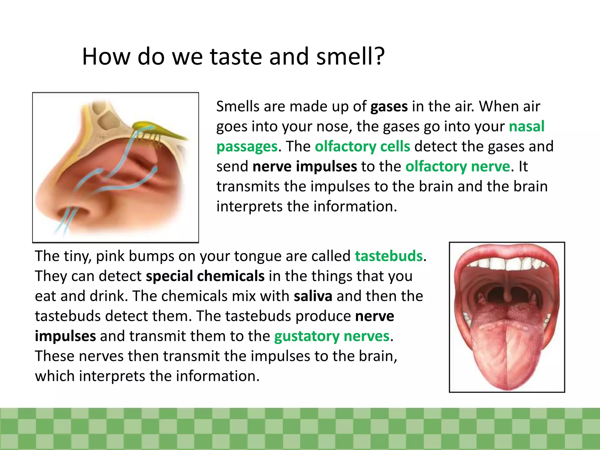 How do we taste and smell?
Smells are made up of gases in the air. When air
goes into your nose, the gases go into your nasal
passages. The olfactory cells detect the gases and
send nerve impulses to the olfactory nerve. It
transmits the impulses to the brain and the brain
interprets the information.
The tiny, pink bumps on your tongue are called tastebuds.
They can detect special chemicals in the things that you
eat and drink. The chemicals mix with saliva and then the
tastebuds detect them. The tastebuds produce nerve
impulses and transmit them to the gustatory nerves.
These nerves then transmit the impulses to the brain,
which interprets the information.
 