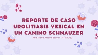 REPORTE DE CASO
UROLITIASIS VESICAL EN
UN CANINO SCHNAUZER
Ana Maria Amaya Bolivar -141491063
 