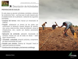 Sabemos Cómo
Fondo de Capital Privado – Valor Forestal
Descripción de Actividades
PREPARACIÓN DE SUELOS
En esta etapa se ejecutan actividades orientadas a alcanzar
las condiciones físico – químicas que el suelo requiere para
el establecimiento de la plantación, realizando las siguientes
actividades:
•Limpieza del terreno: retiro manual y/o mecanizado de
malezas.
•Trazado: señalización en terreno de las partes que
conformarán la plantación forestal (bloques de siembra,
vías, surcos, áreas de retiro, áreas de protección, zonas de
infraestructura, etc.), acorde con diseños previamente
establecidos.
•Aplicación de enmienda: aplicación mecanizada de
correctivo mineral con uso de arado de discos – rastra
según requerimientos.
• Cincelado - subsolado: aireación profunda y rompimiento
de capas endurecidas del suelo.
•Zanjado para siembra: Sistema de “ahoyado” lineal en
zanja para siembra de árboles.
•Construcción de drenajes y de barreras cortafuego.
 