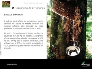 Sabemos Cómo
Fondo de Capital Privado – Valor Forestal
Descripción de Actividades
ETAPA DE SANGRADO
A partir del quinto año de ser sembrados en campo
definitivo, los árboles de caucho alcanzan una
madurez suficiente para comenzar su etapa
productiva, la cual tiene una duración de 31 años.
La producción anual promedio de una hectárea de
caucho es de 1.800 Kg por hectárea. En el primer
año de sangrado la producción corresponde al 39%
de los 1.800 kg, para el segundo año el 63%, para
el tercer año el 83% y del cuarto en adelante el
100%, producción que se mantiene hasta el final del
proyecto.
 
