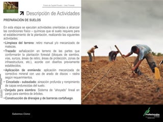 Sabemos Cómo
Fondo de Capital Privado – Valor Forestal
Descripción de Actividades
PREPARACIÓN DE SUELOS
En esta etapa se ejecutan actividades orientadas a alcanzar
las condiciones físico – químicas que el suelo requiere para
el establecimiento de la plantación, realizando las siguientes
actividades:
•Limpieza del terreno: retiro manual y/o mecanizado de
malezas.
•Trazado: señalización en terreno de las partes que
conformarán la plantación forestal (bloques de siembra,
vías, surcos, áreas de retiro, áreas de protección, zonas de
infraestructura, etc.), acorde con diseños previamente
establecidos.
•Aplicación de enmienda: aplicación mecanizada de
correctivo mineral con uso de arado de discos – rastra
según requerimientos.
• Cincelado - subsolado: aireación profunda y rompimiento
de capas endurecidas del suelo.
•Zanjado para siembra: Sistema de “ahoyado” lineal en
zanja para siembra de árboles.
•Construcción de drenajes y de barreras cortafuego.
 