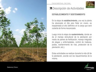 Sabemos Cómo
Fondo de Capital Privado – Valor Forestal
Descripción de Actividades
ESTABLECIMIENTO Y SOSTENIMIENTO
En la etapa de establecimiento, una vez la planta
ha alcanzado el 2do piso foliar en vivero, es
trasplantada al sitio definitivo en la zanja que será
cubierta de forma mecanizada.
Luego inicia la etapa de sostenimiento, donde se
da el manejo silvicultural de la plantación por
medio de planes de fertilización, manejo integrado
de plagas y enfermedades, control de malezas,
podas, mantenimiento de vías, protección de la
plantación, etc.).
Estas actividades se realizan durante la vida útil de
la plantación, acorde con los requerimientos de la
misma.
 