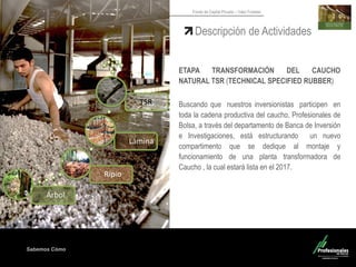 Sabemos Cómo
Fondo de Capital Privado – Valor Forestal
ETAPA TRANSFORMACIÓN DEL CAUCHO
NATURAL TSR (TECHNICAL SPECIFIED RUBBER)
Buscando que nuestros inversionistas participen en
toda la cadena productiva del caucho, Profesionales de
Bolsa, a través del departamento de Banca de Inversión
e Investigaciones, está estructurando un nuevo
compartimento que se dedique al montaje y
funcionamiento de una planta transformadora de
Caucho , la cual estará lista en el 2017.
Descripción de Actividades
Árbol
Ripio
Lamina
TSR
 